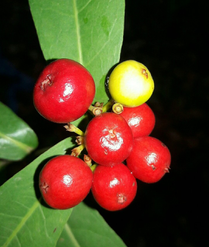 my camera pic