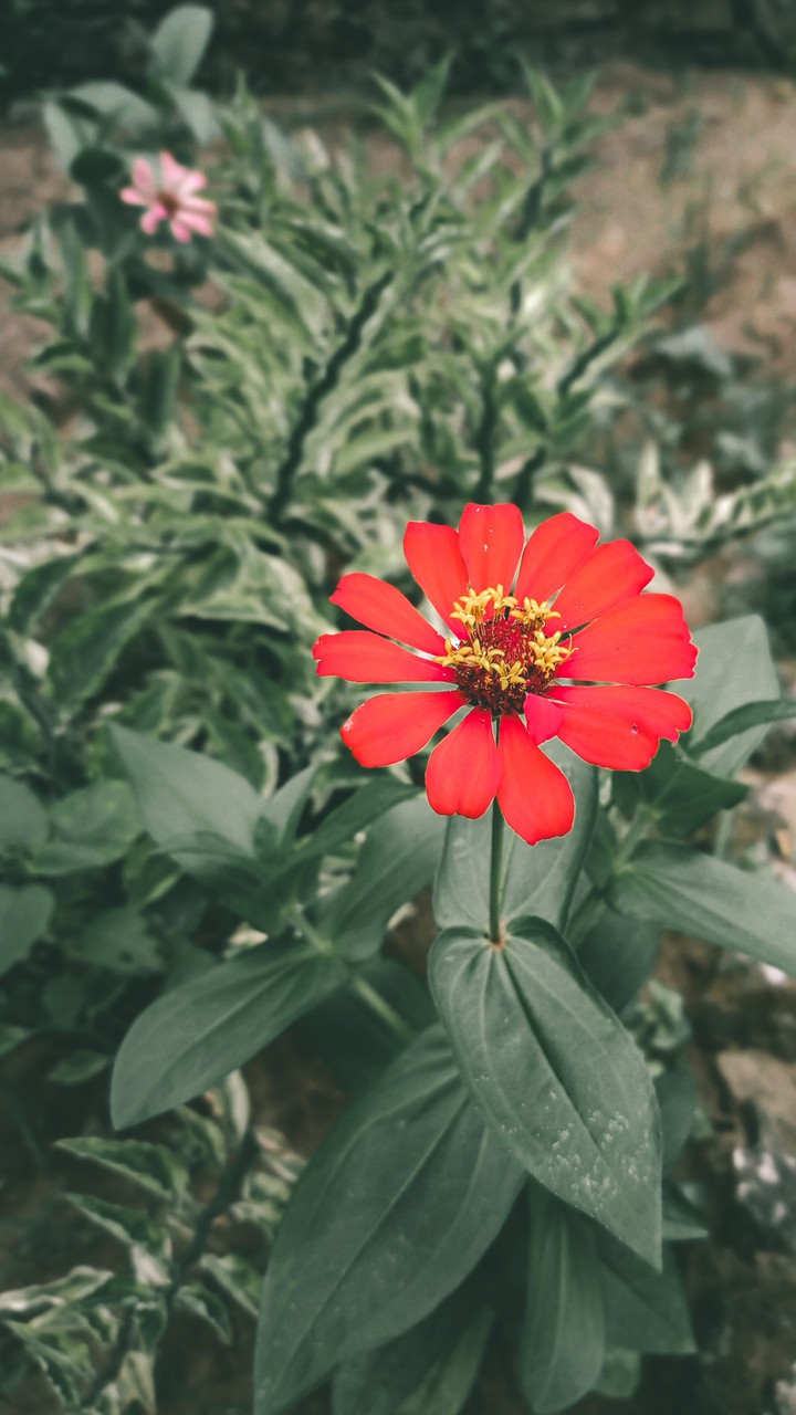 Flower