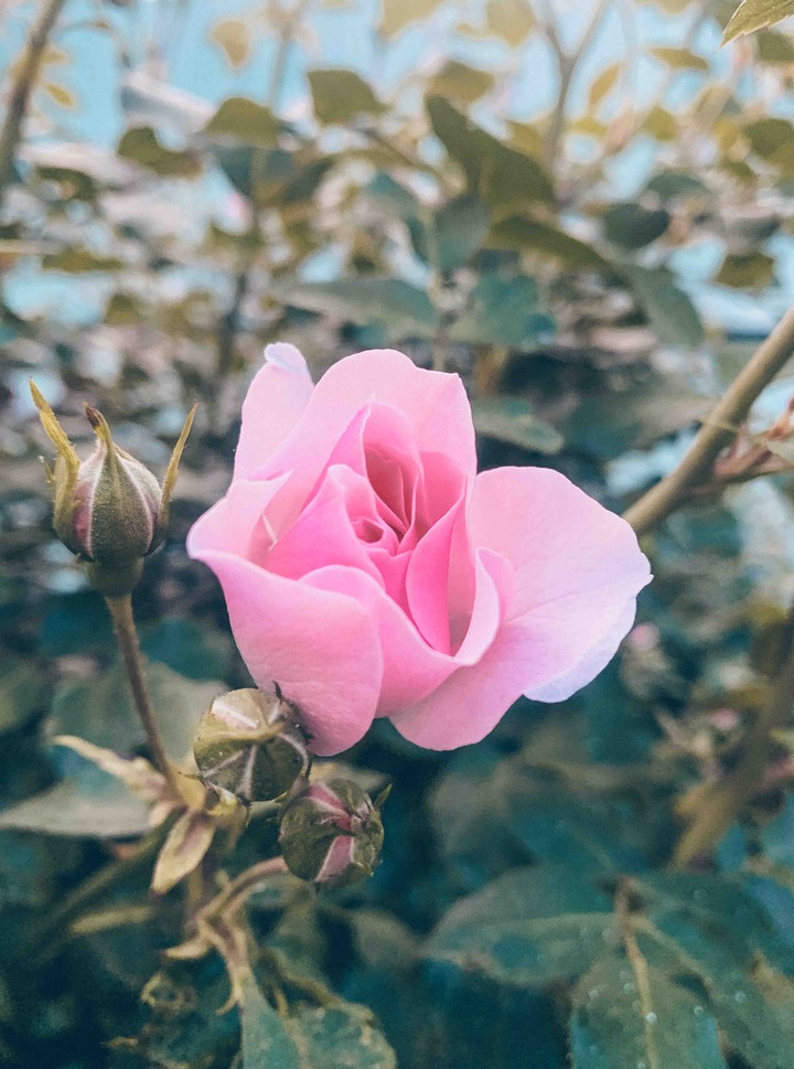Rose