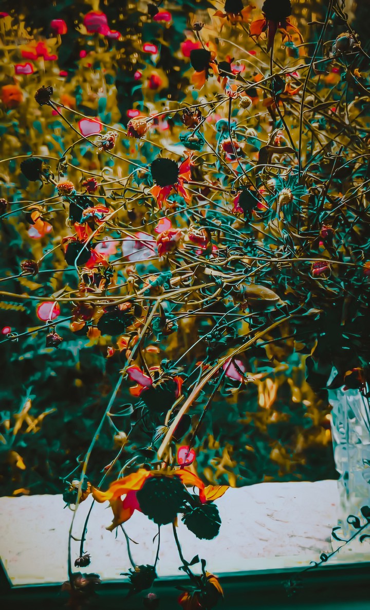 georgia country