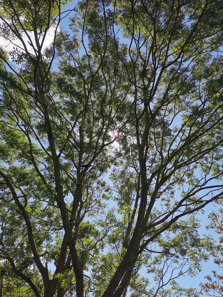 trees are green