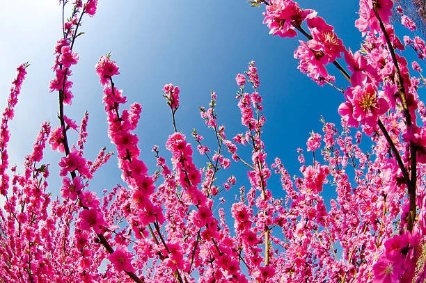 deep pink peach blossoms