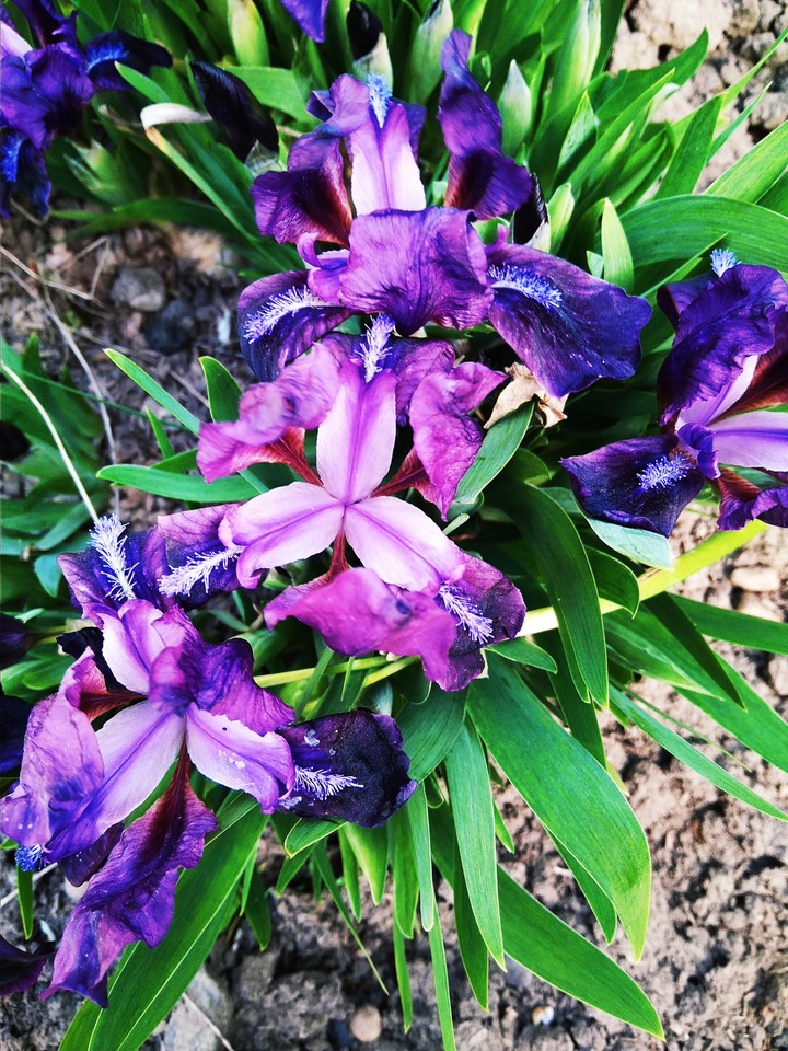 Purple flowers