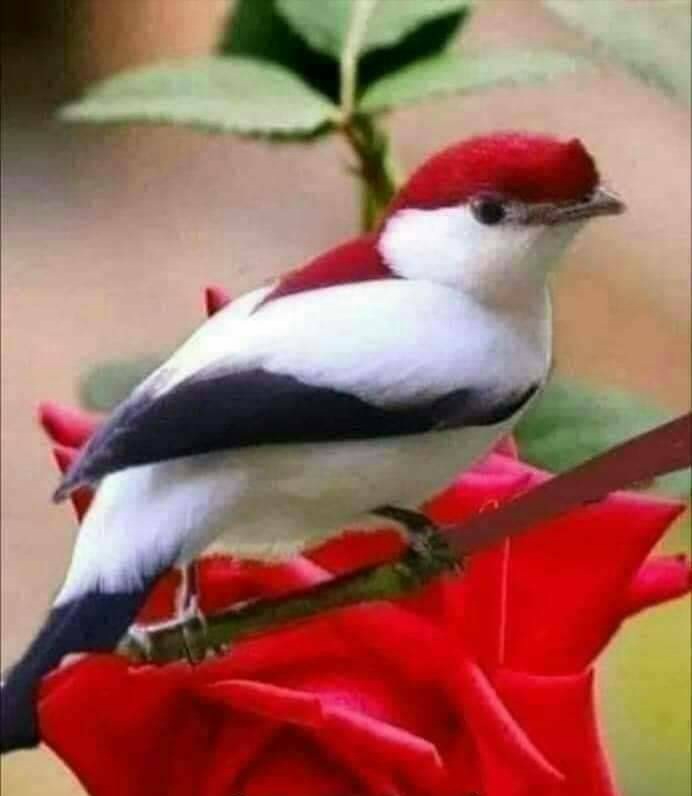Beautiful bird with red flowers
