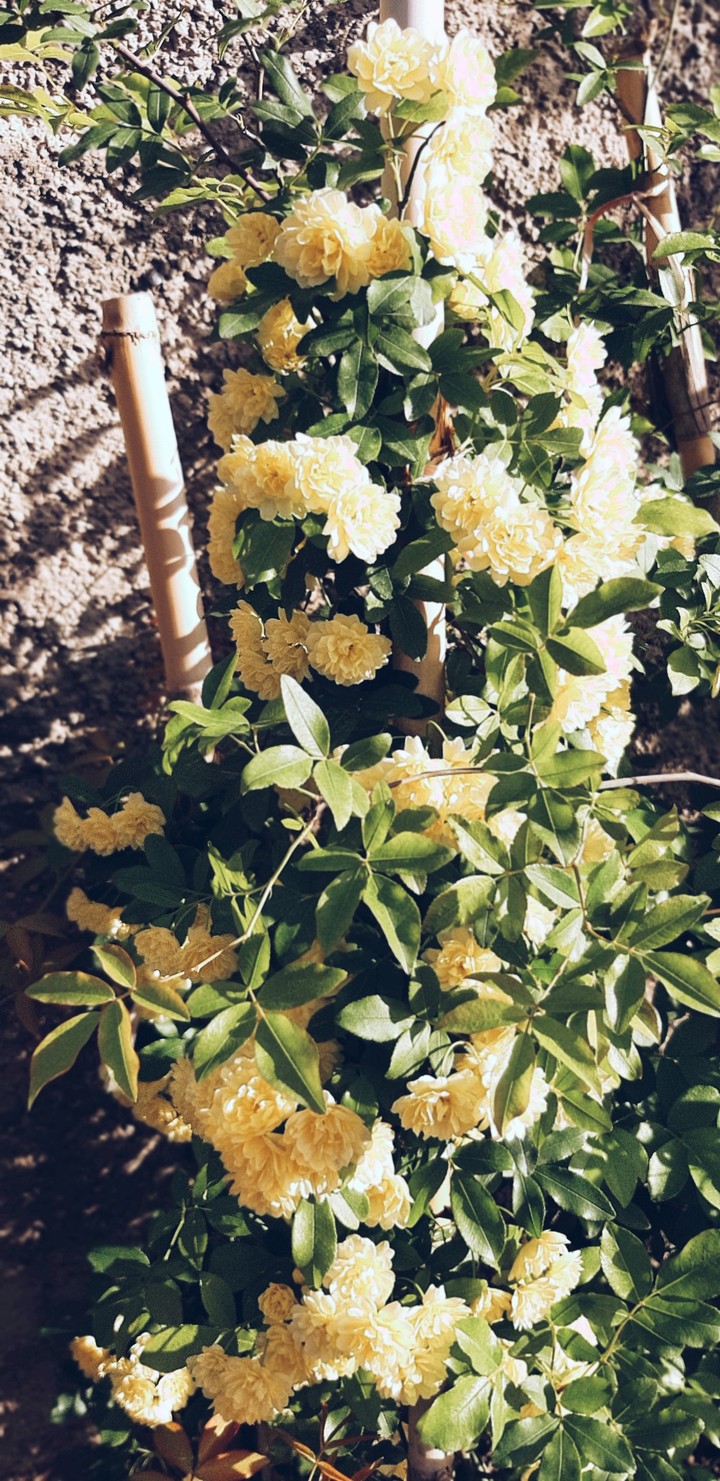 spring1