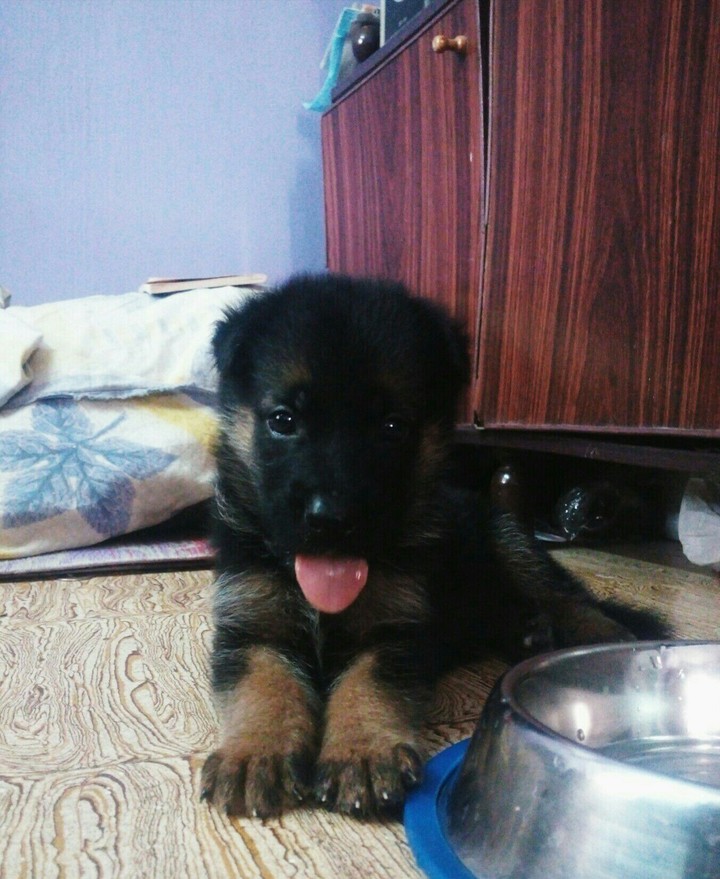 Cesar