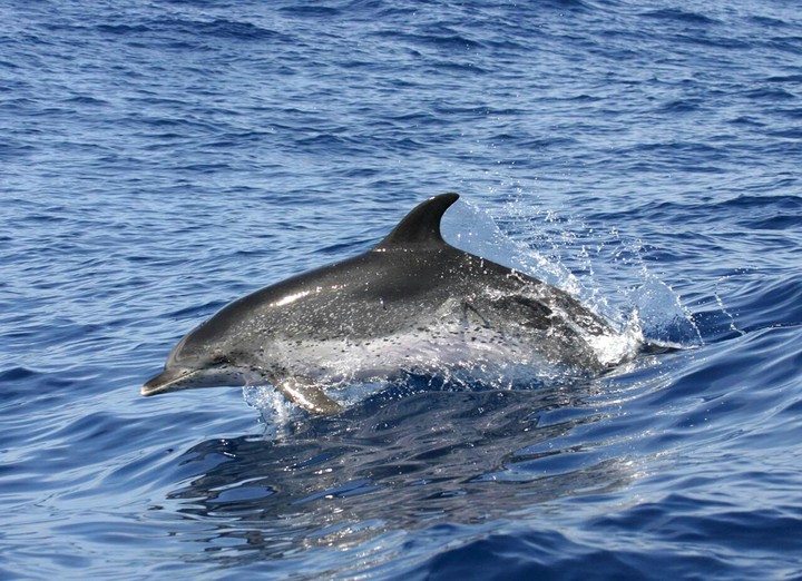 dolphin dreamer
