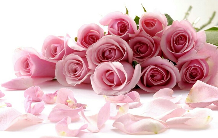 Roses in Pink.