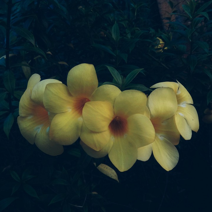 flowers