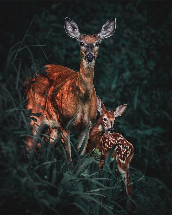 Mother & fawn