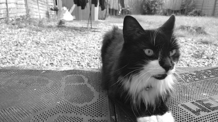 Tomcat