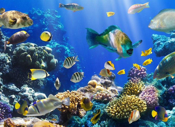 aquarium