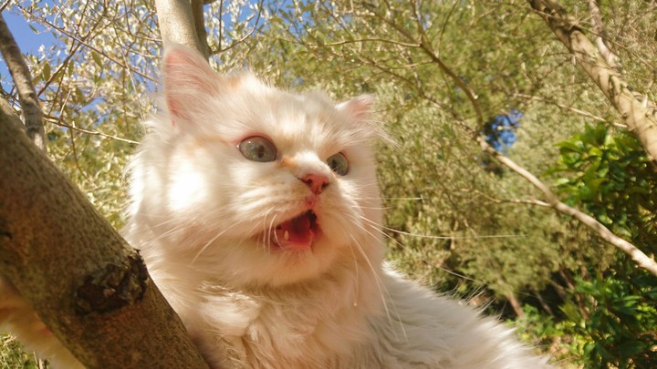 My cat
