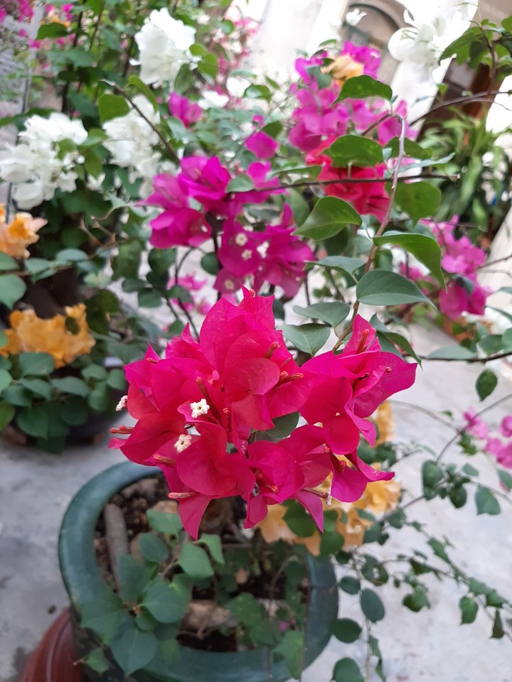 hoa giấy