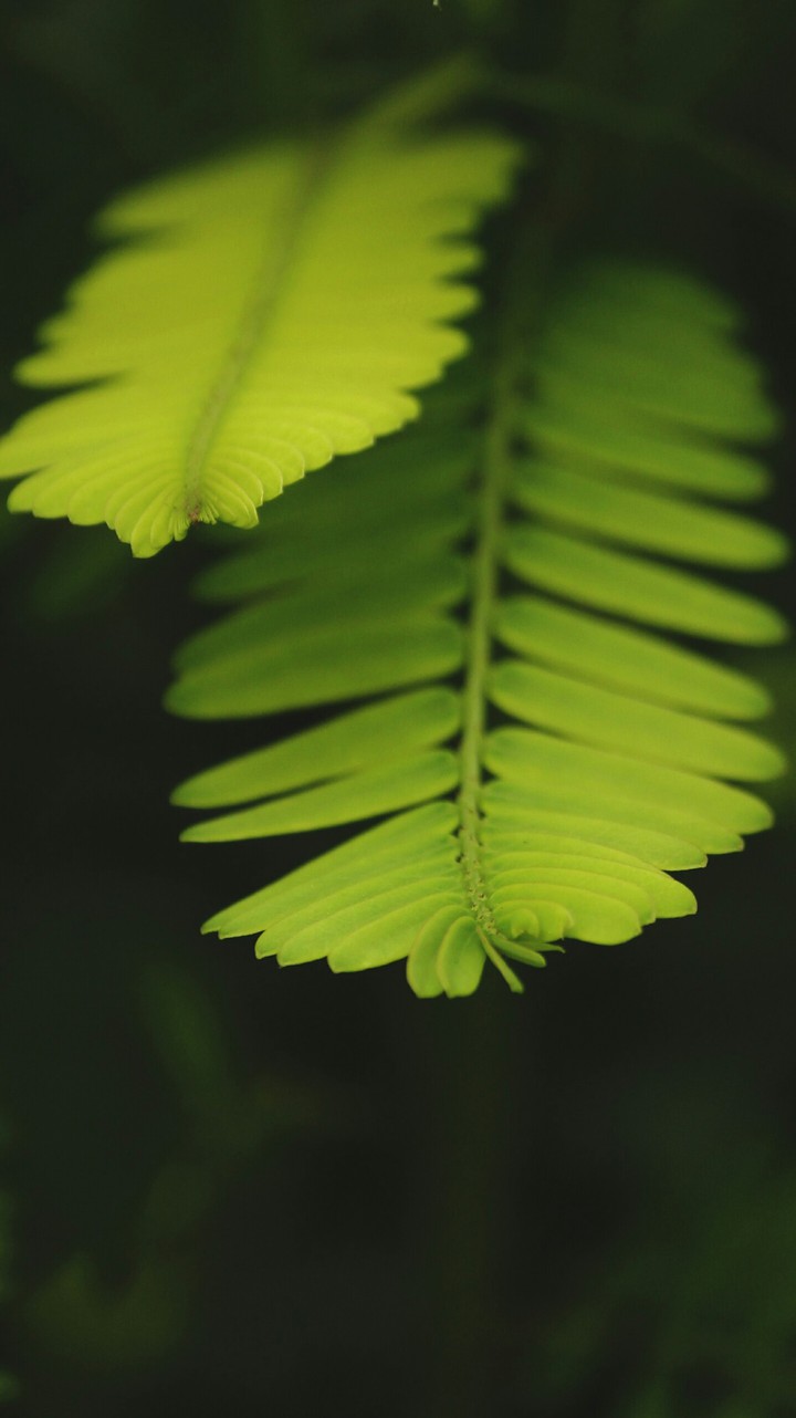 Green.