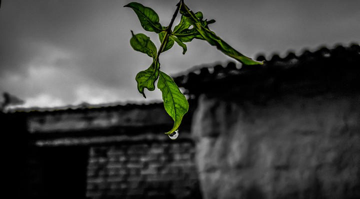 Rain drop