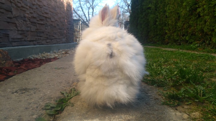 Rabbit
