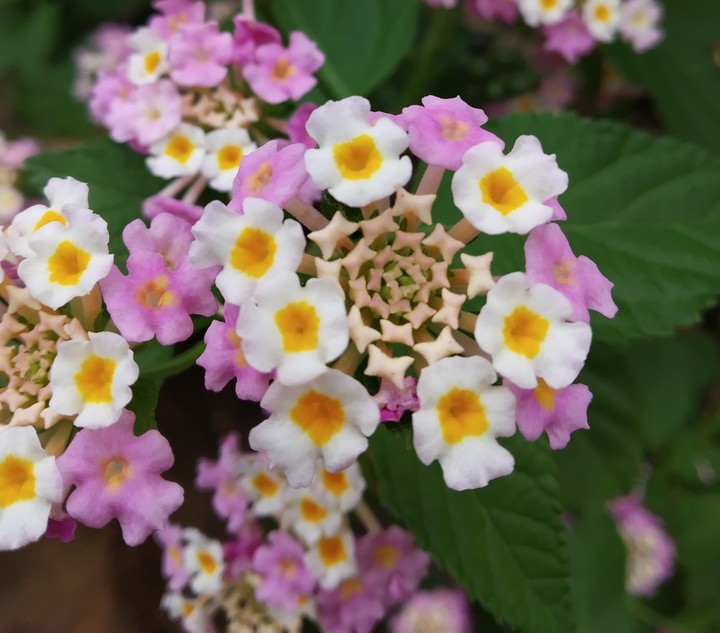 spring