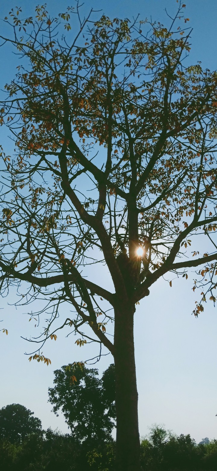 winter sun