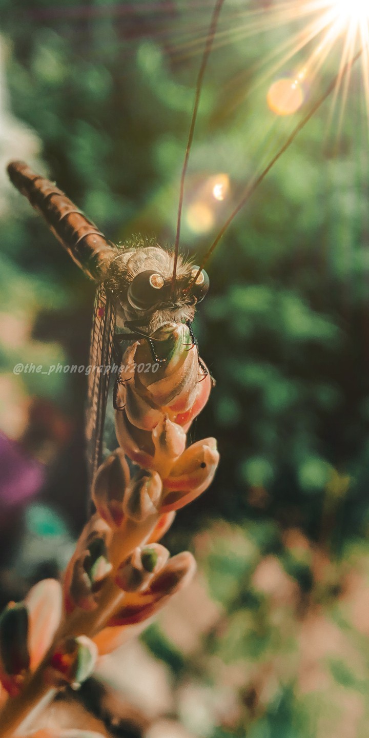 dragonfly