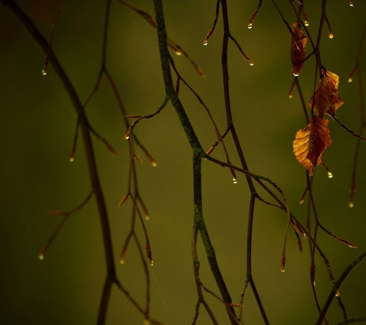 rainyseason#raindrops#tree#mothernature