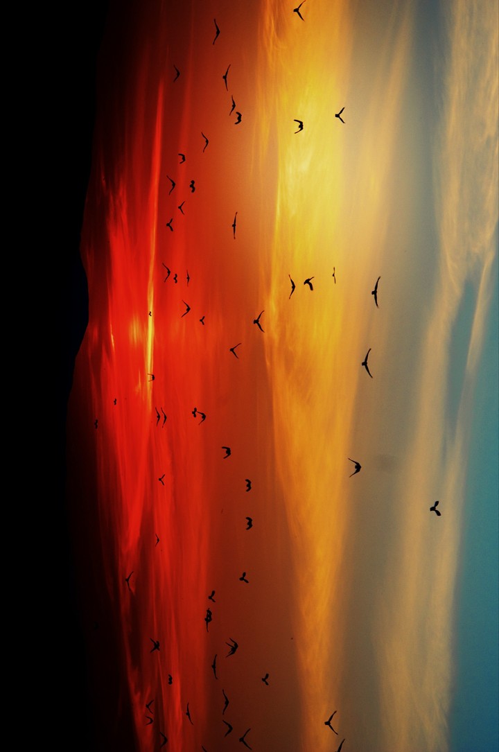 پرواز پرنده‌ها در غروب