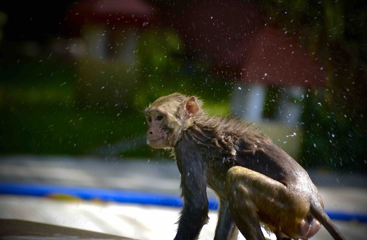 monkey