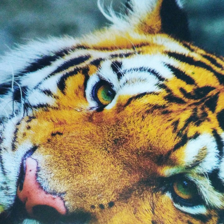 //Tiger_eye's//
