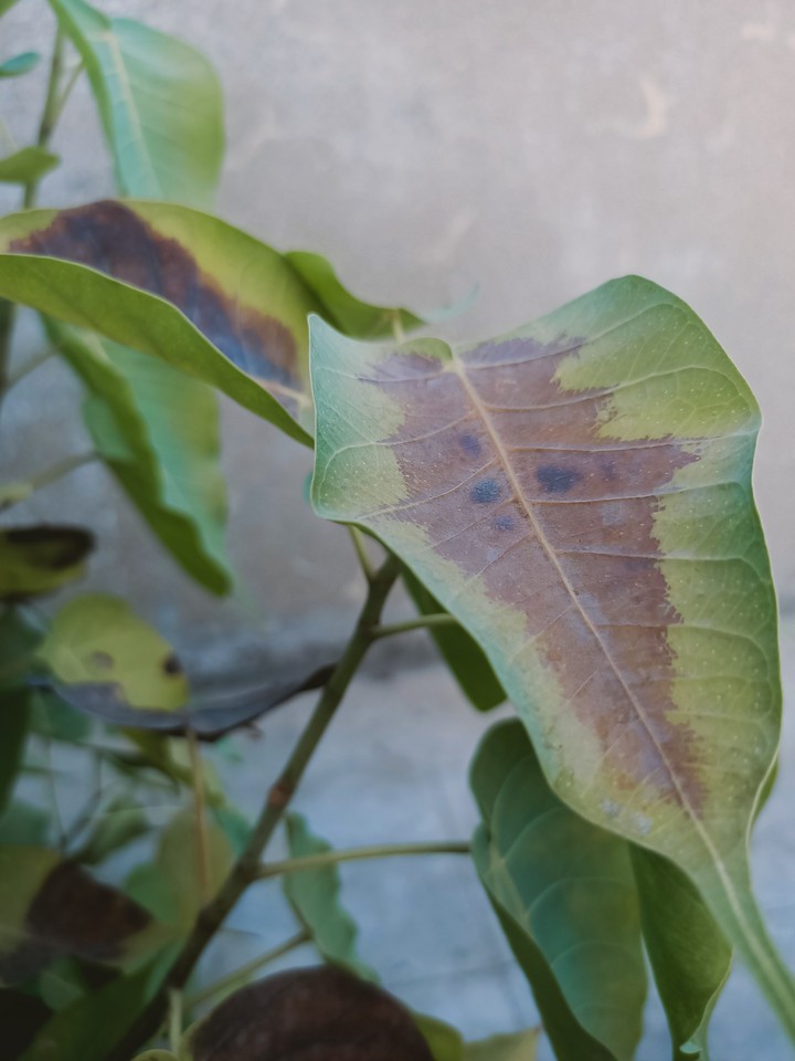 The Leaf