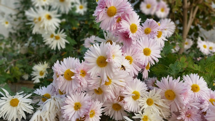 WHITE & LIGHT PINK FALL