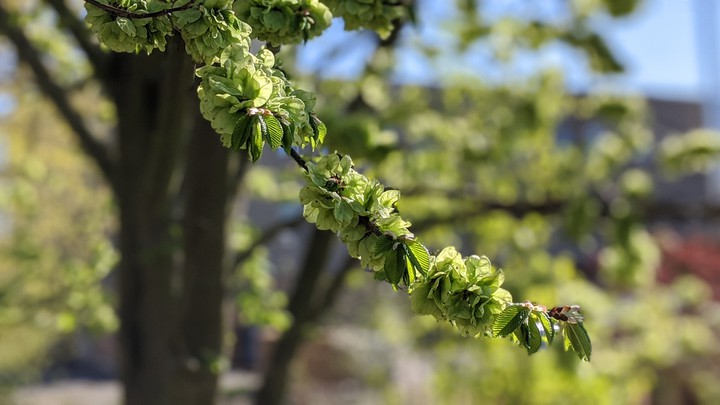 nature love green