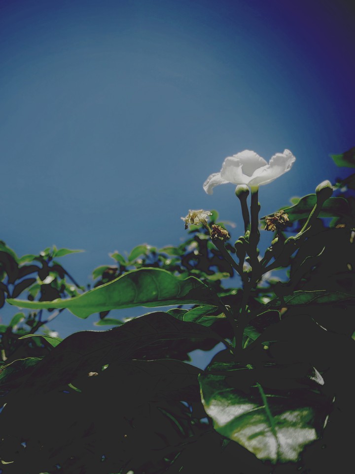 white flowers
