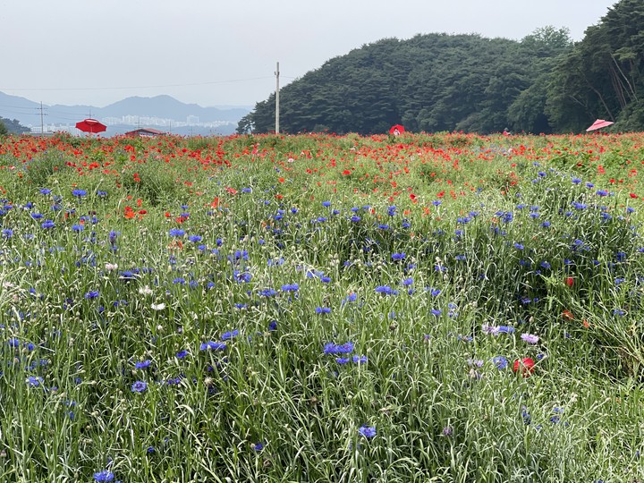양귀비 축제