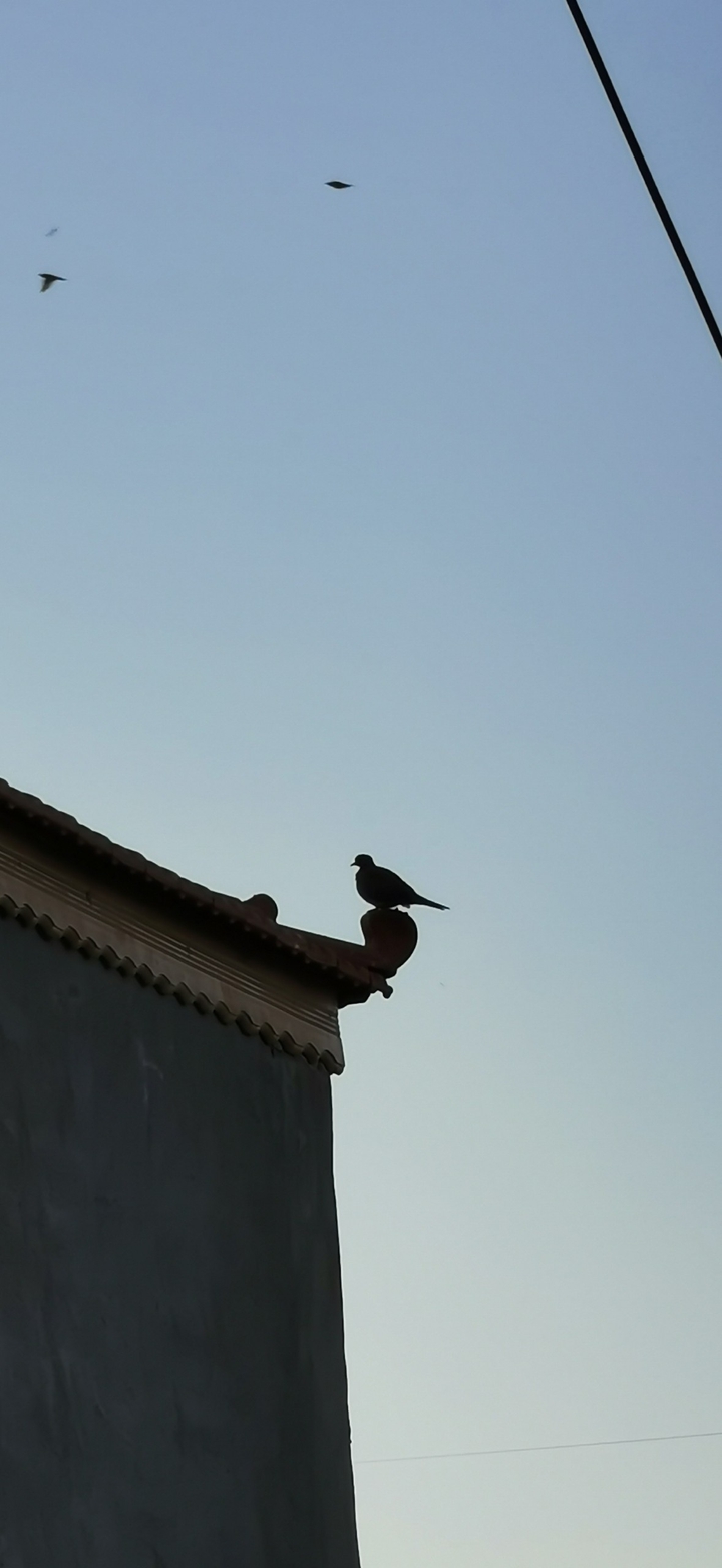 dove