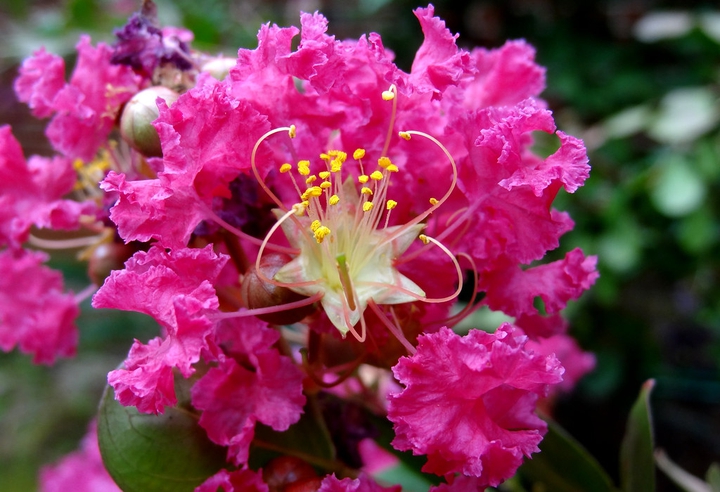 #bloom