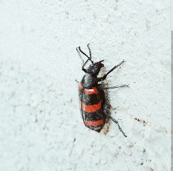 insecte