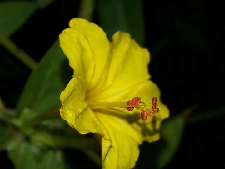 yellow flower