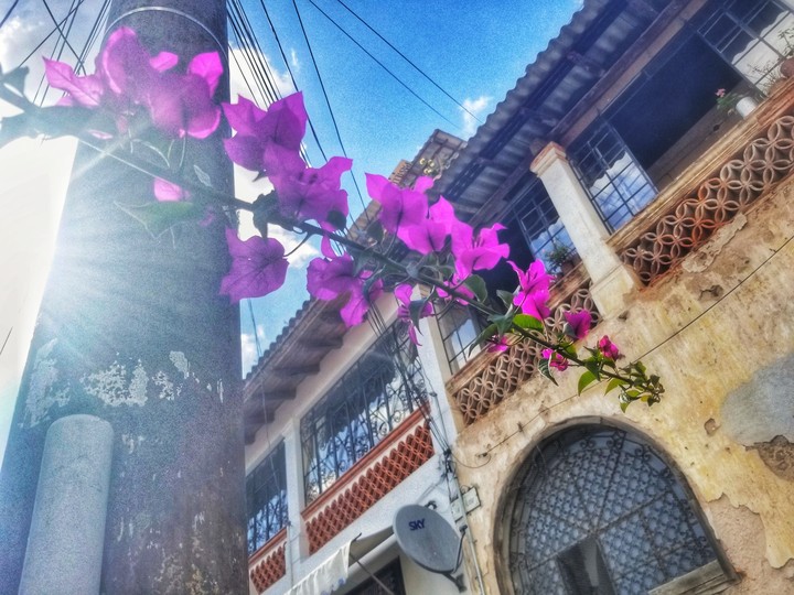 CAMELINA ROSA Y CASA, TAXCO DE ALARCÓN, GRO.