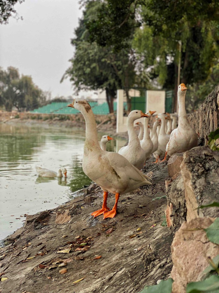 migratory birds season