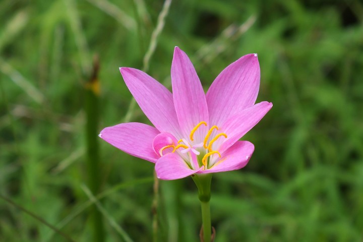 Beauty among wilderness