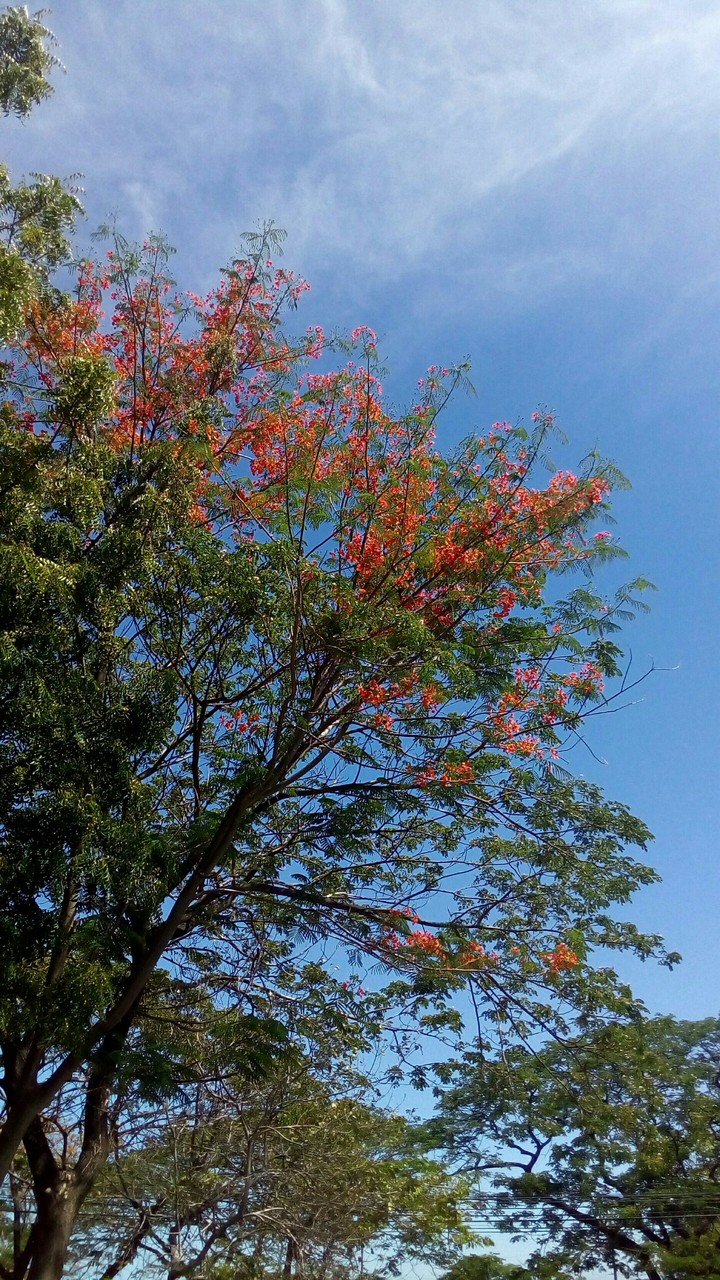 blue sky and trees with orange flowers