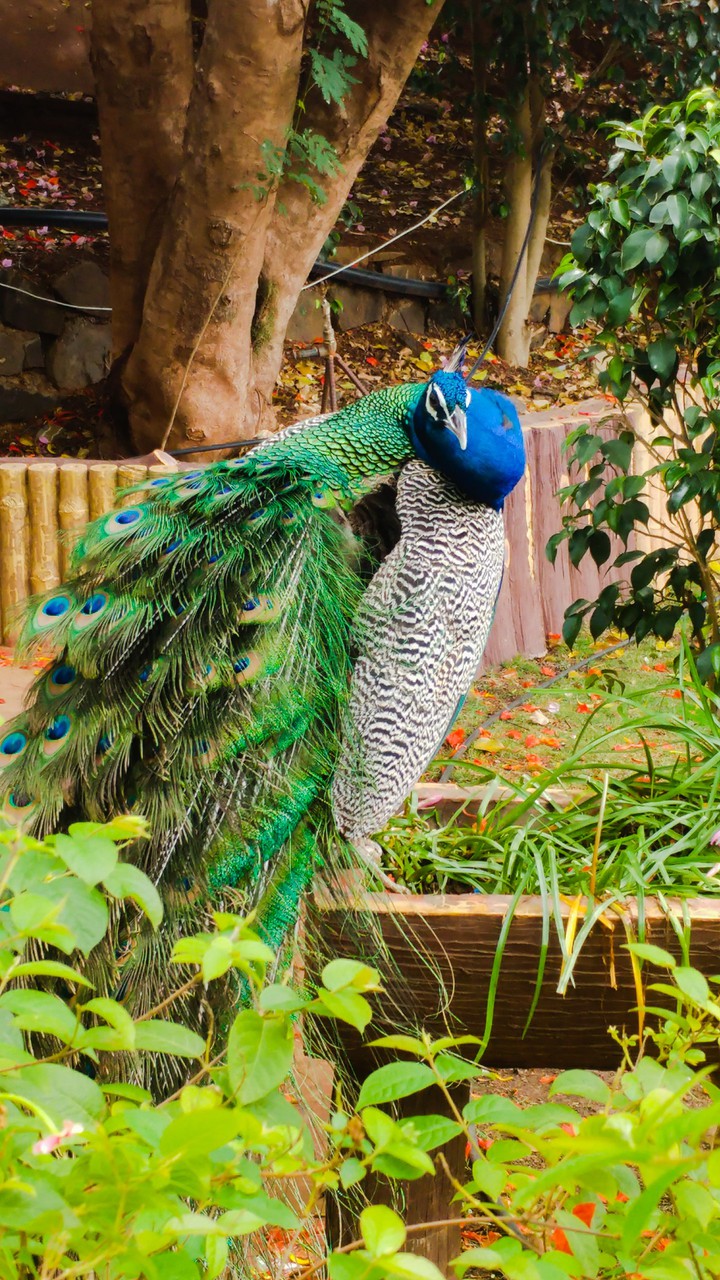 peacock