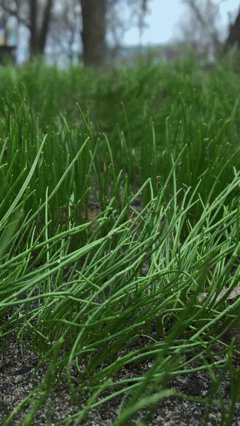 Grass???