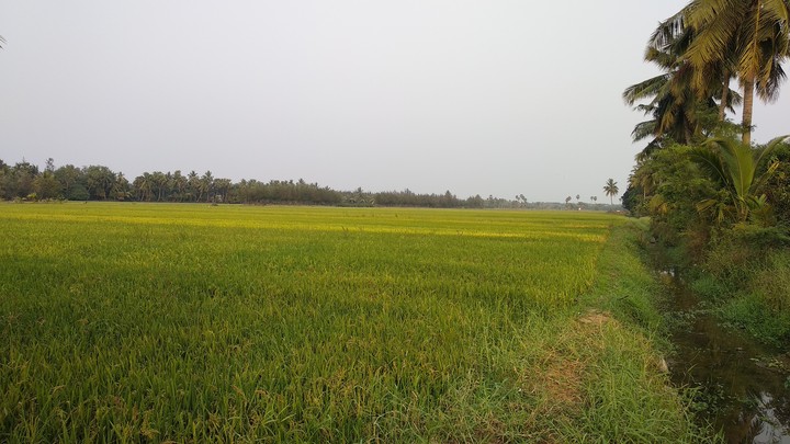 crop field