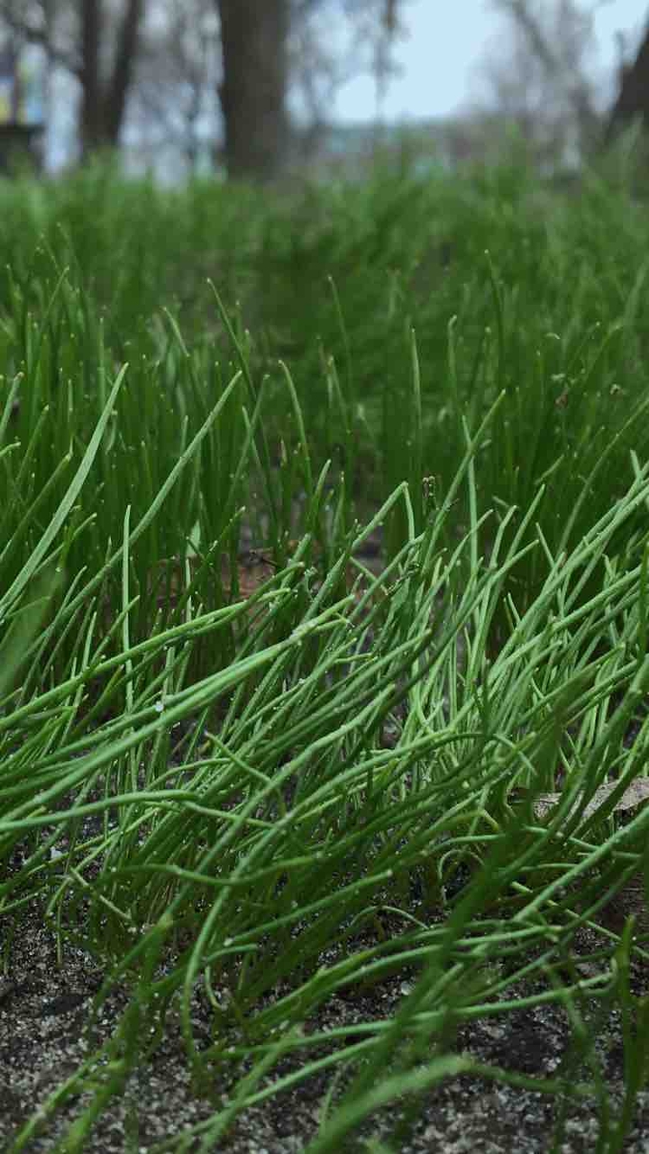 Grass???