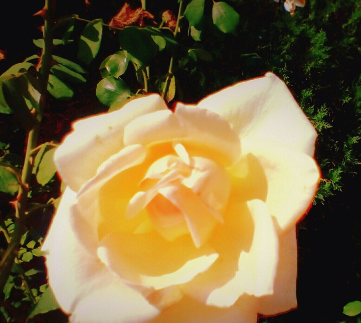 rose