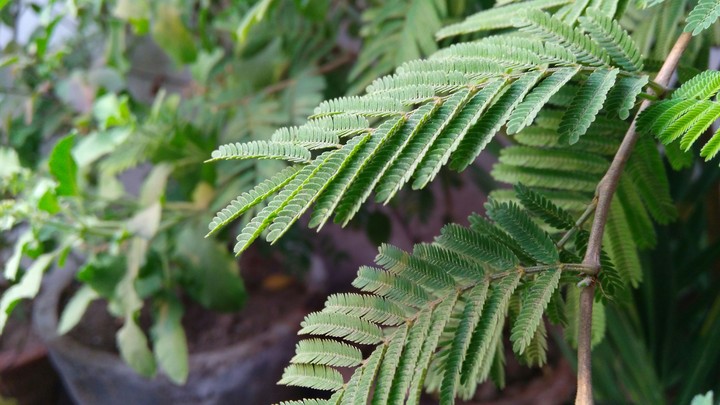 Just green!