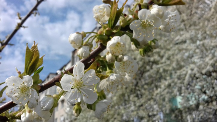 Spring