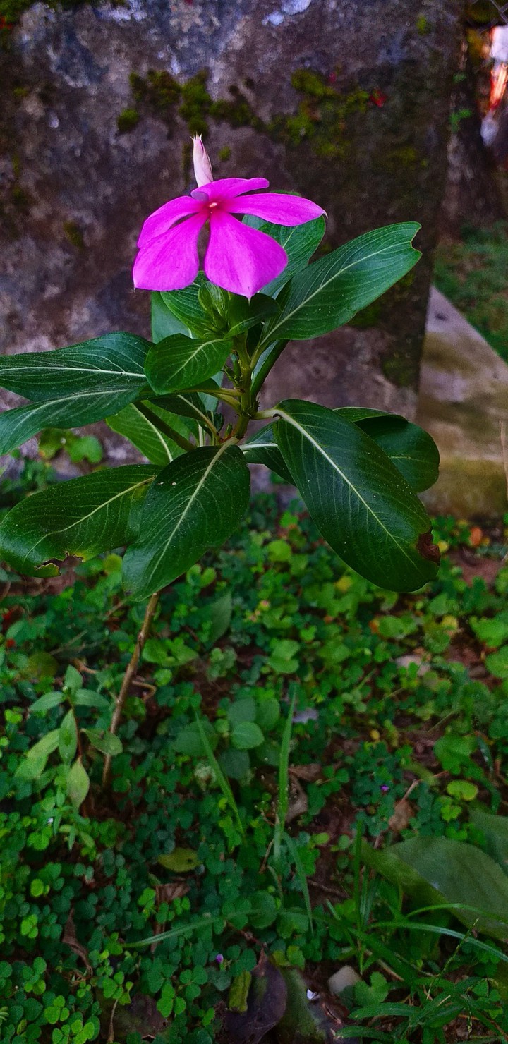 Flower in my garden