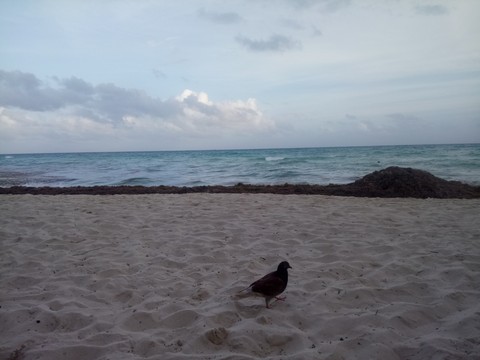 Playa del Carmen